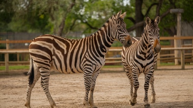 gladys porter zoo