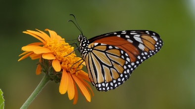 national butterfly center