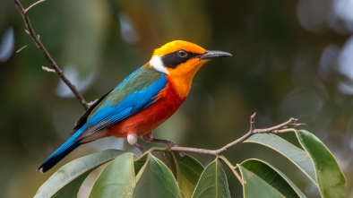 quinta mazatlan nature and birding center