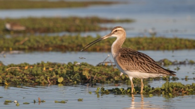 south padre island birding and nature center